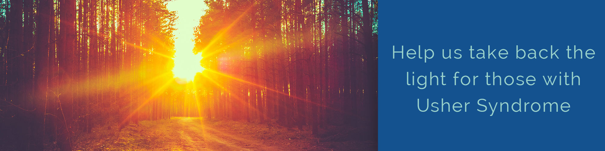 Sunset Through the Trees